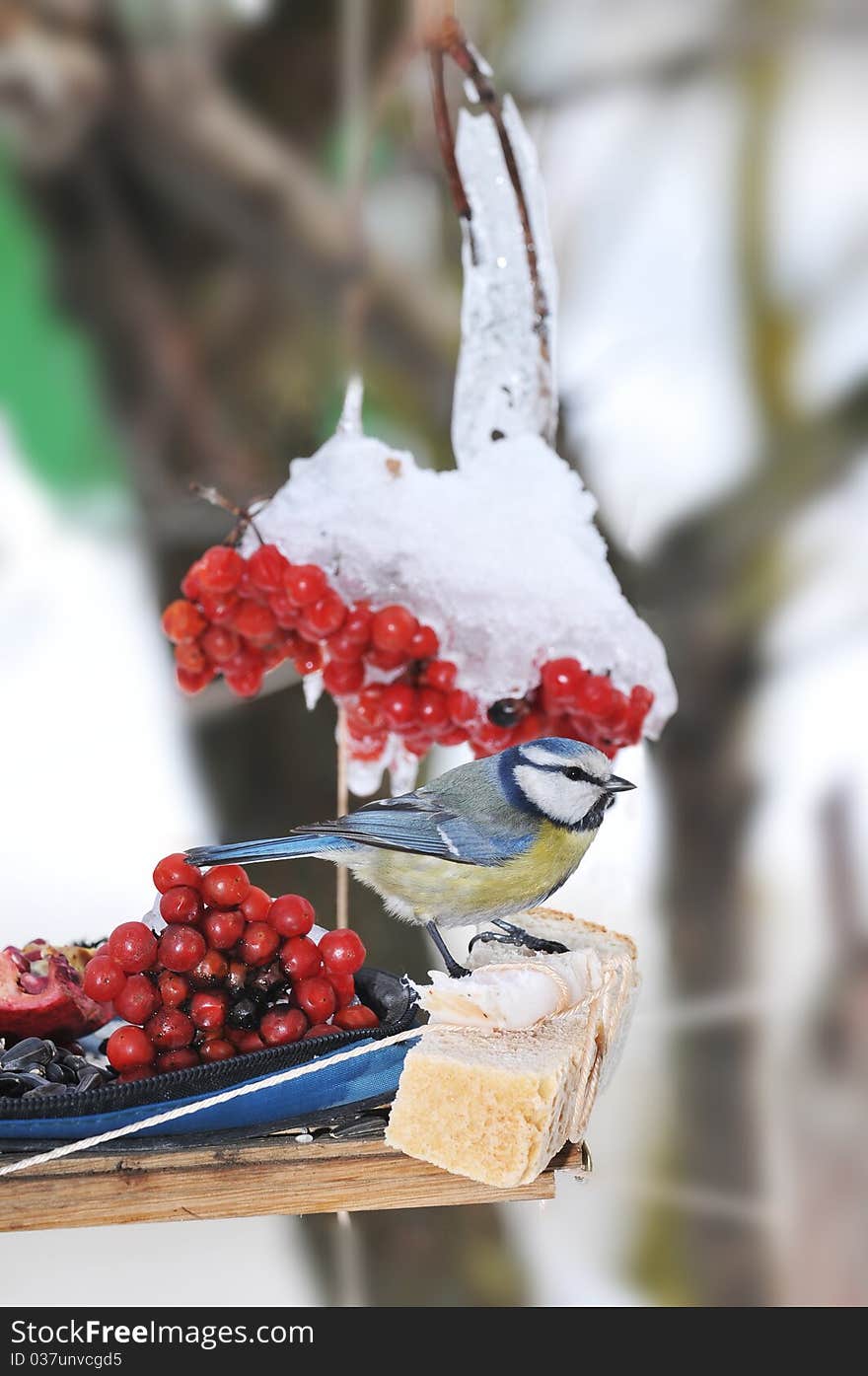 Winter feeding trough for favourite birds. The Titmouse-blue tit. Winter feeding trough for favourite birds. The Titmouse-blue tit.