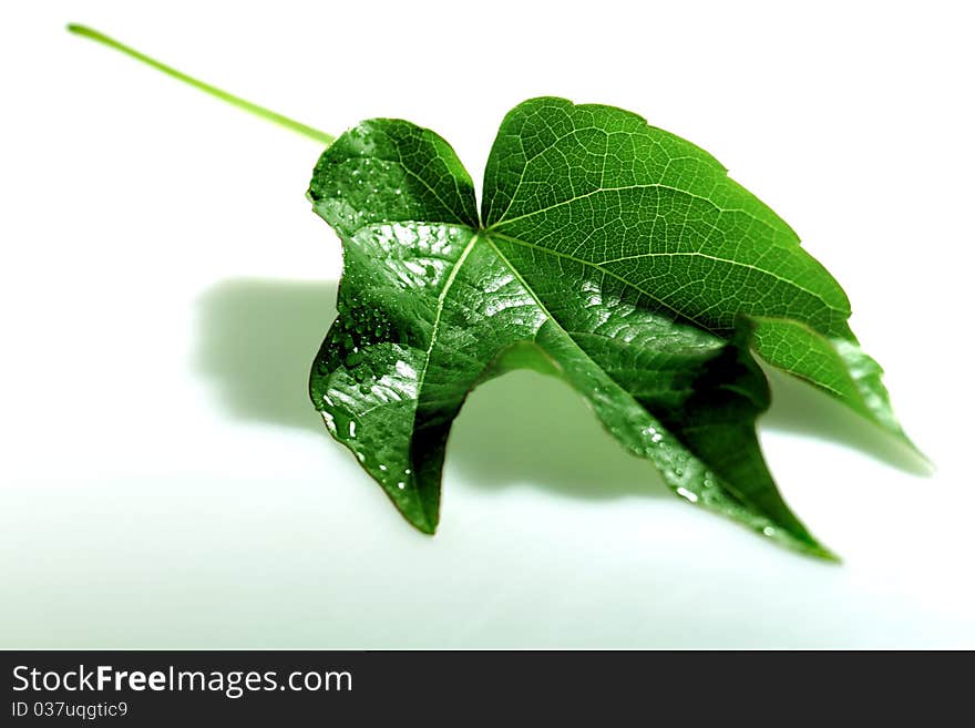 Natural leaves for beauty and aromatic herb. Natural leaves for beauty and aromatic herb