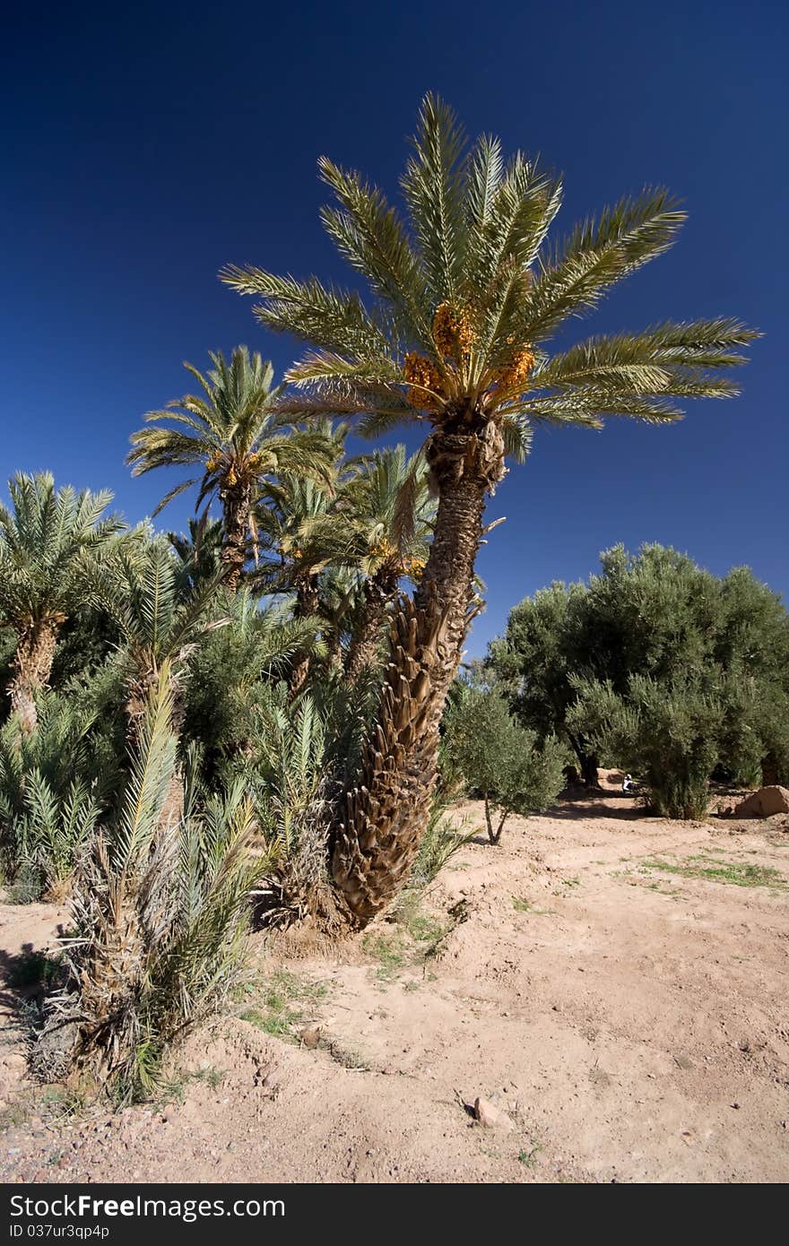 Palm Grove Oasis In Morocco