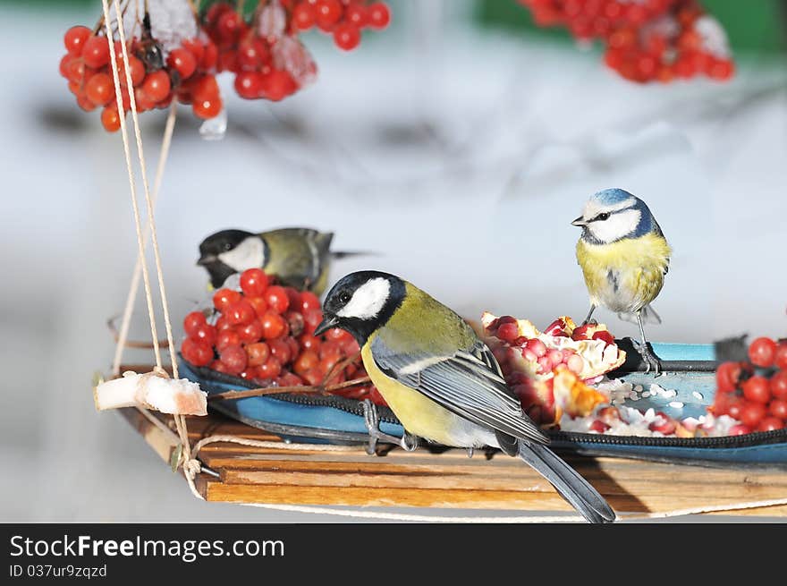 Winter feeding trough for favourite birds. The Titmouse-blue tit. Winter feeding trough for favourite birds. The Titmouse-blue tit.