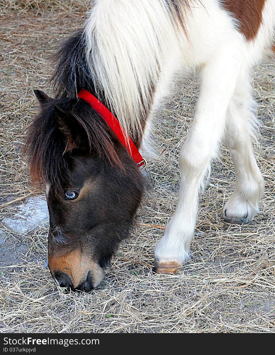 Portrait Of A Shetland Pony Grazing On Hay. Portrait Of A Shetland Pony Grazing On Hay