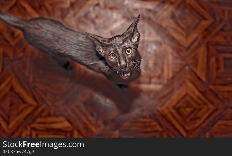 Brown thin cat on a wooden background