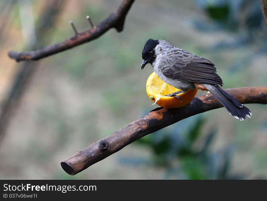 Close Up of Bird Eating Orange