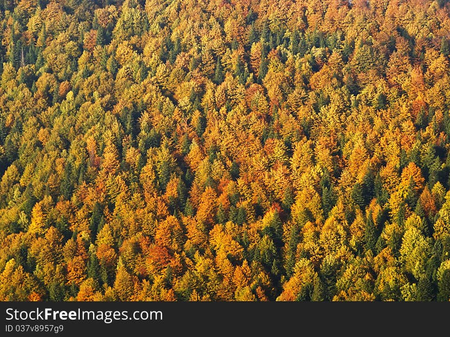 Beautiful photo of a colorful october forest lit by the sun. Beautiful photo of a colorful october forest lit by the sun