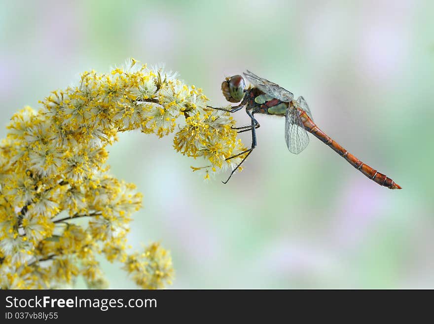 Dragonfly Sympetrum striolatum (male)