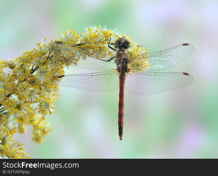 Dragonfly Sympetrum striolatum (male) on the flower