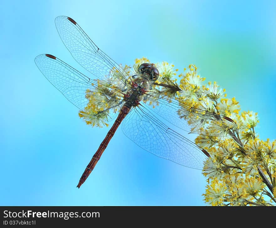 Dragonfly Sympetrum striolatum (male) on the flower