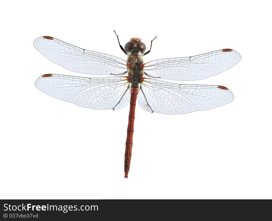 Dragonfly Sympetrum striolatum (male) on the white background.