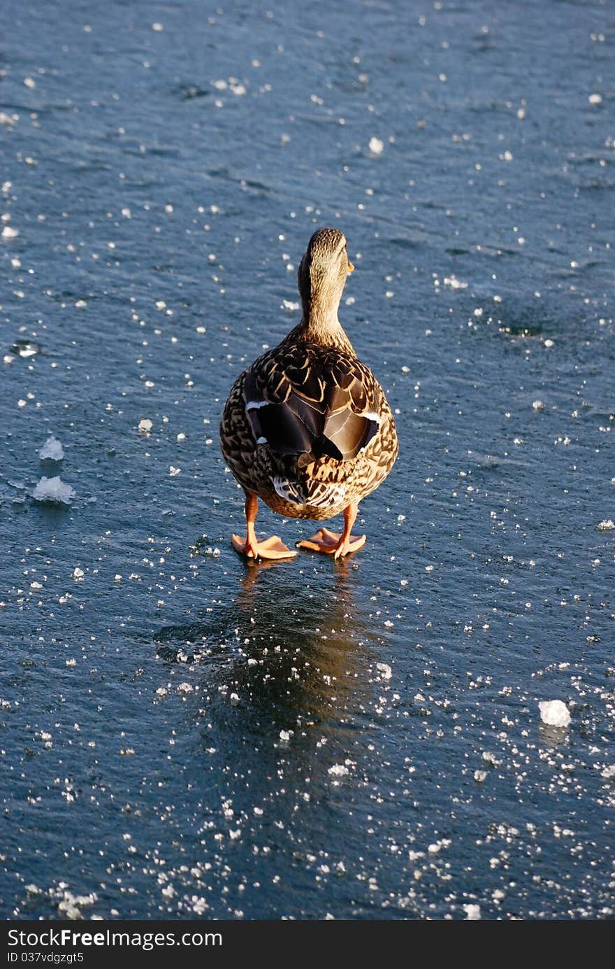 Duck In Winter