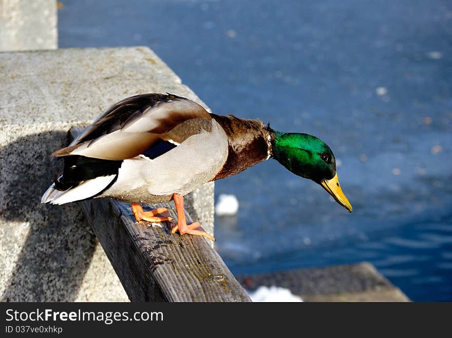 Duck In Winter