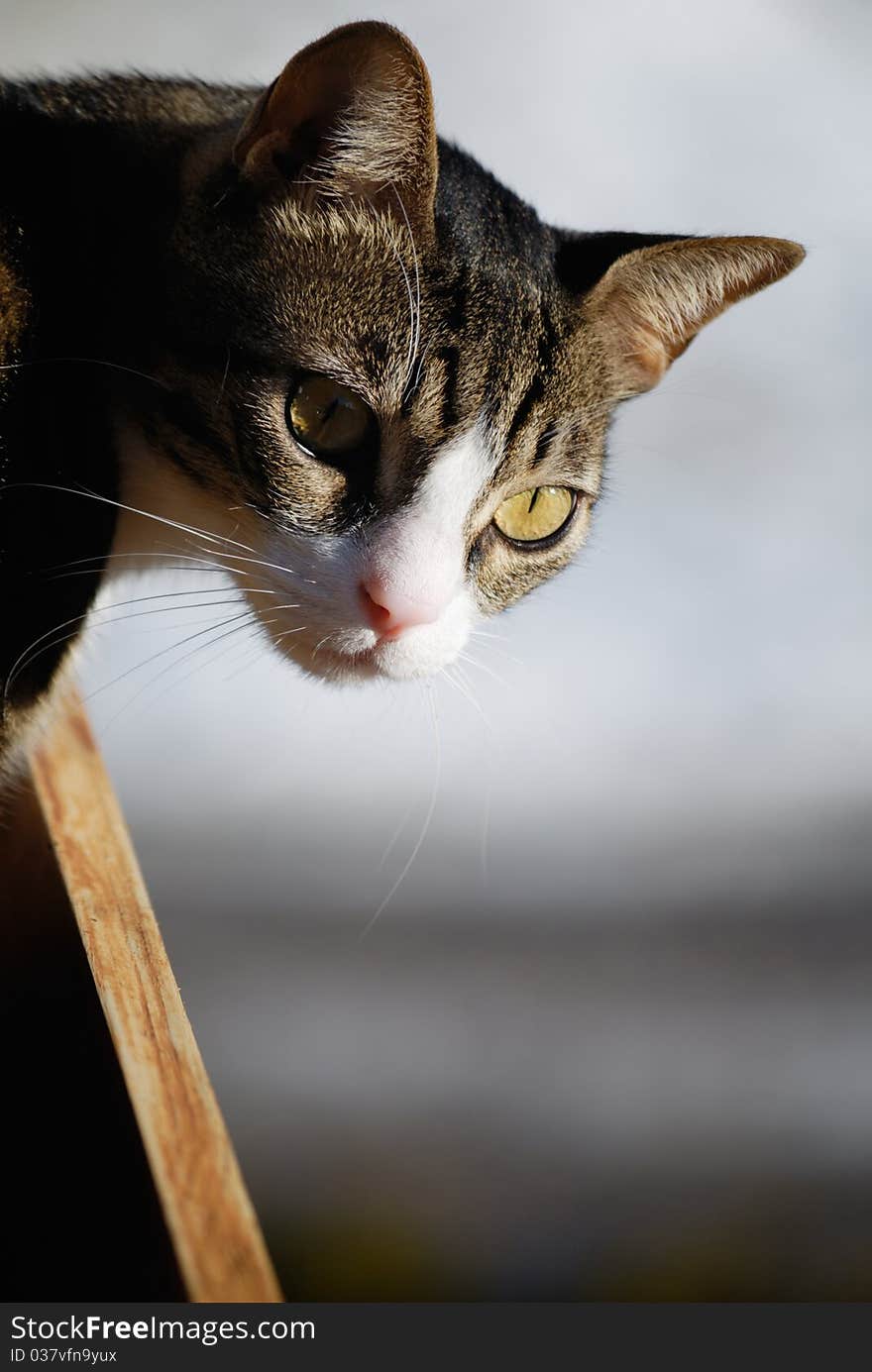 Cat on balcony