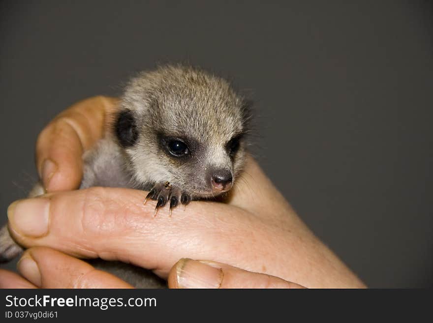 Baby meerkat (Suricata suricatta)