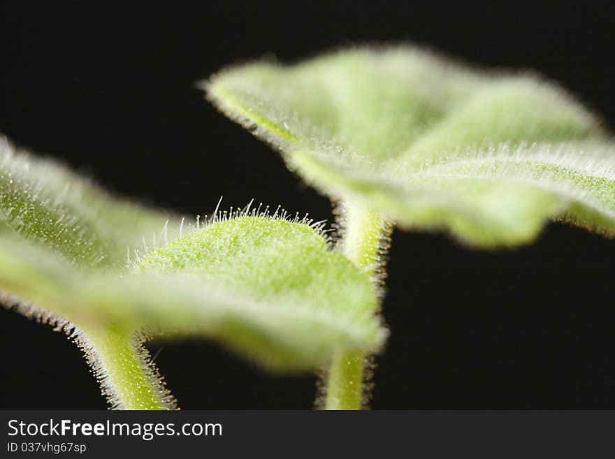 A very close up photograph of the leaves on a pelargonium houseplant.
The photo demonstrates a narrow depth of field showing fine detail of the leaf hairs. A very close up photograph of the leaves on a pelargonium houseplant.
The photo demonstrates a narrow depth of field showing fine detail of the leaf hairs.