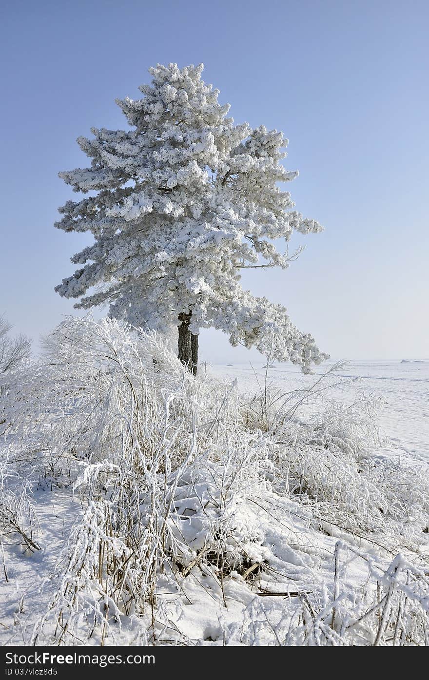 Frost pine and bush in a sunny winter day