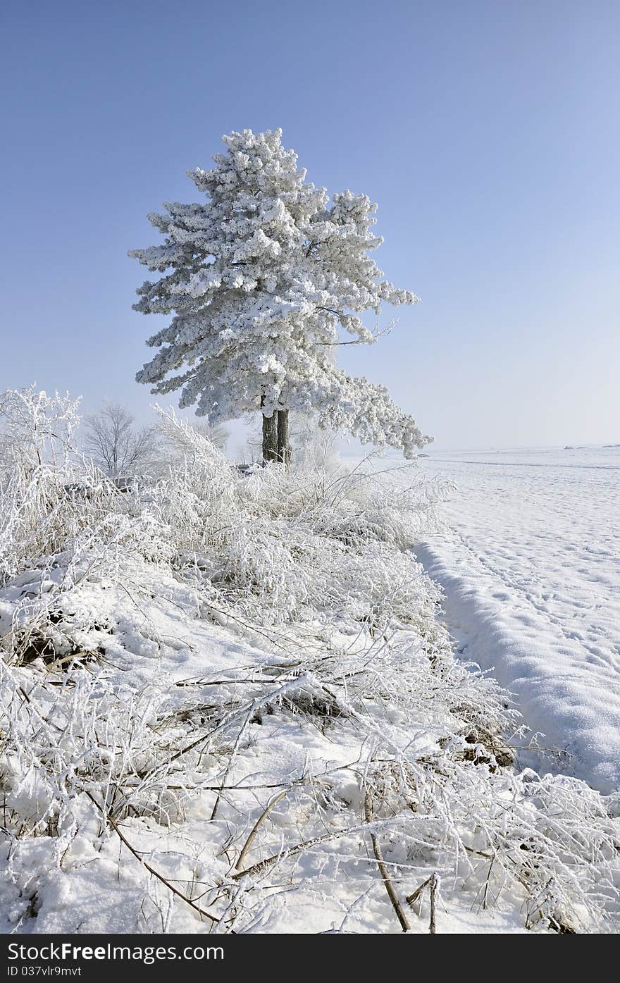 Frost pine in a sunny winter day