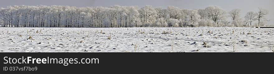 Winter forest panorama with icy branches