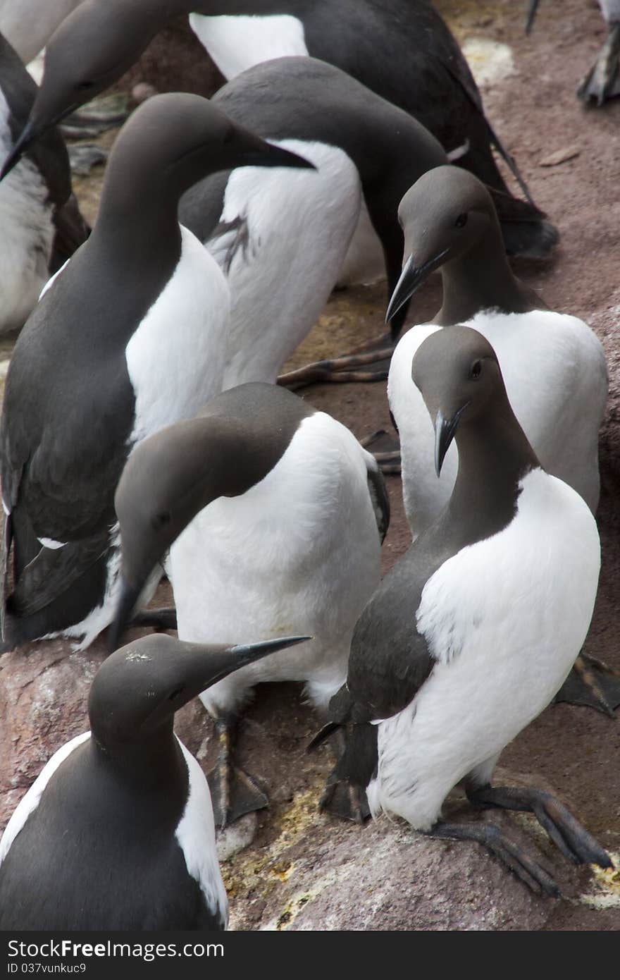 Guillemot At Fowlsheugh