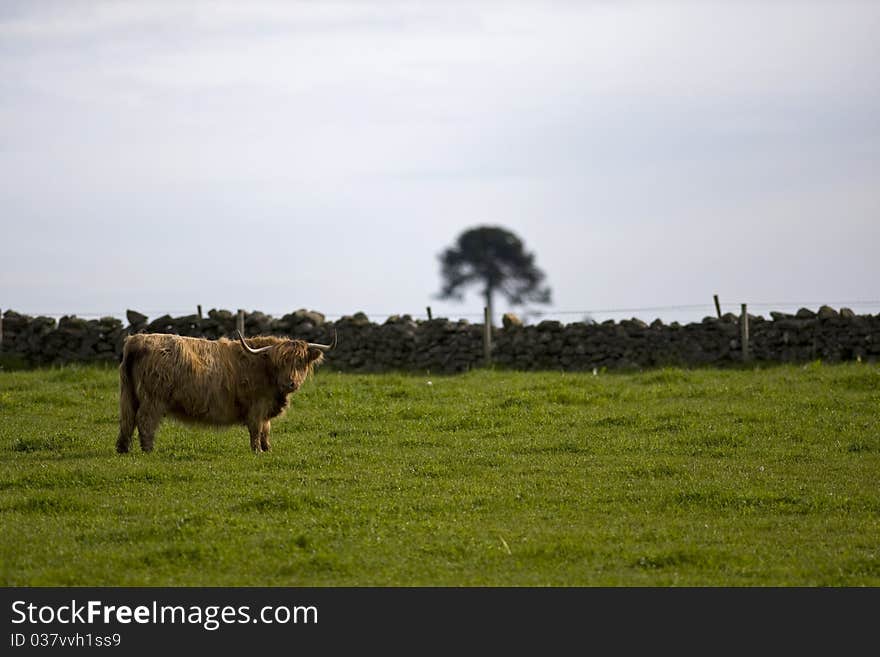 Highland cow in field, Aberdeen, Scotland. Highland cow in field, Aberdeen, Scotland