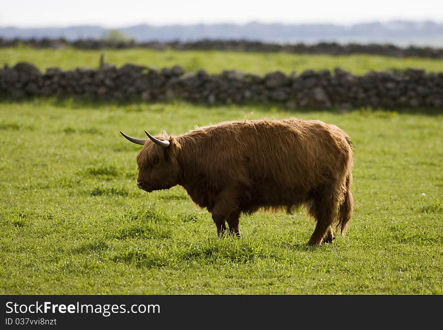 Highland cow in field, Aberdeen, Scotland. Highland cow in field, Aberdeen, Scotland