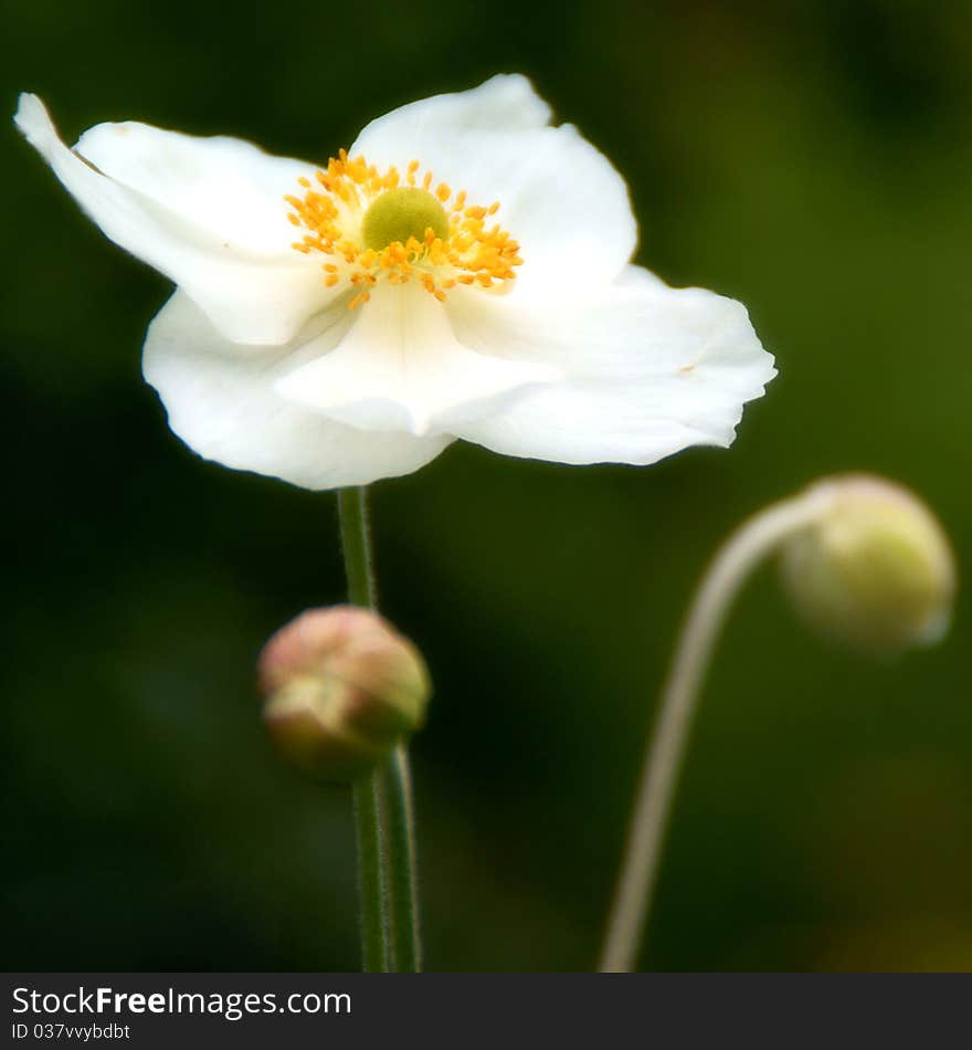 Japanese Anemone plant against a green background. Japanese Anemone plant against a green background