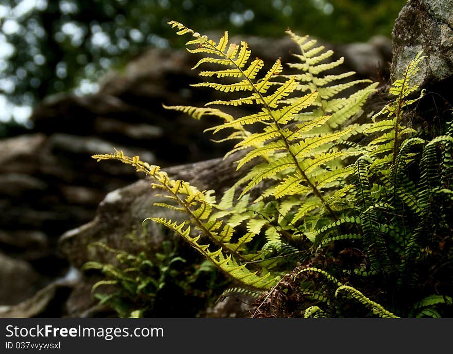 Ferns growing out of an old brick wall, lit by natural sunlight. Ferns growing out of an old brick wall, lit by natural sunlight