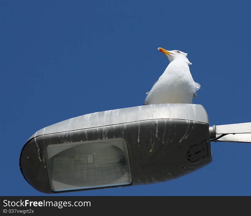 A seagull on the top of a streetlight. A seagull on the top of a streetlight.