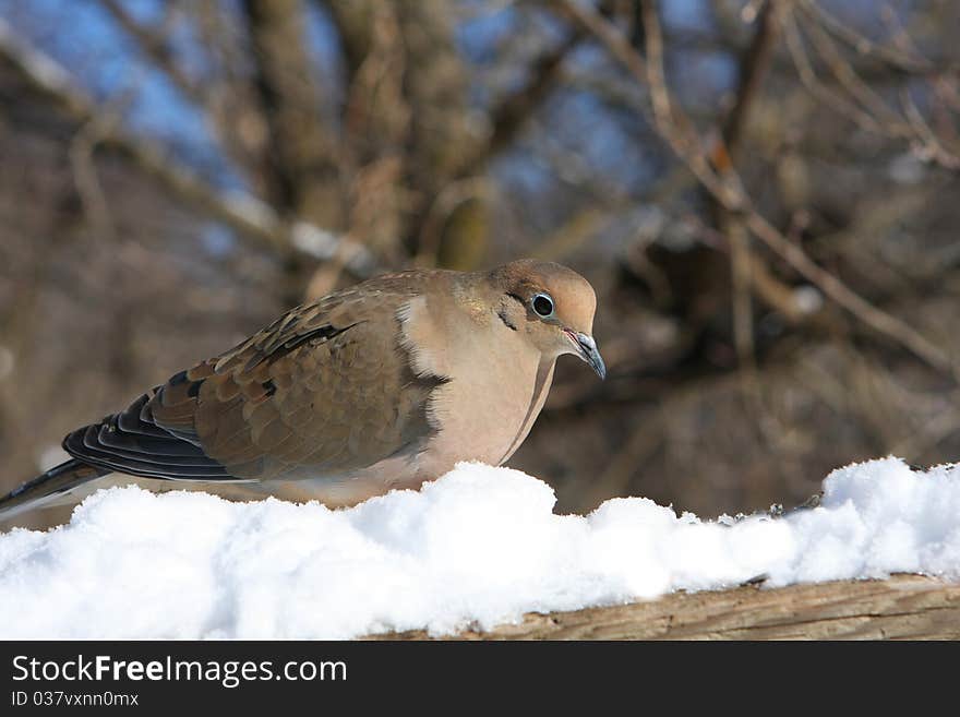 Mourning Dove Zenaida macroura in fresh snow in sun