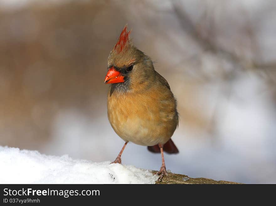 Northern Cardinal Female