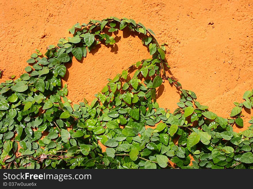 Ivy under the walls orange