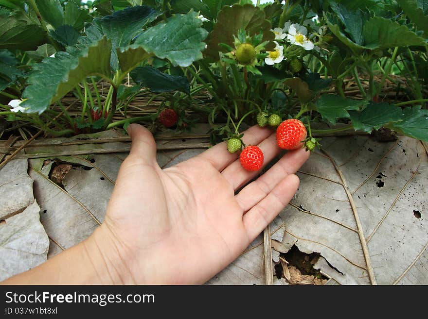 Strawberry fresh from the adjacent strawberry.