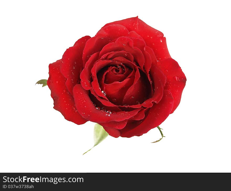 Red roses on a white background.