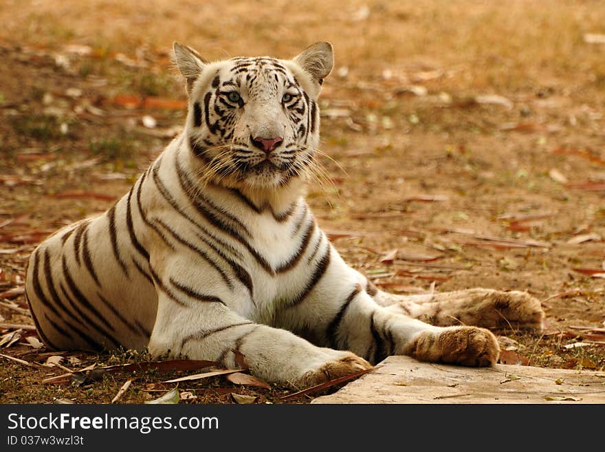 White bengal tiger sitting very alert. White bengal tiger sitting very alert