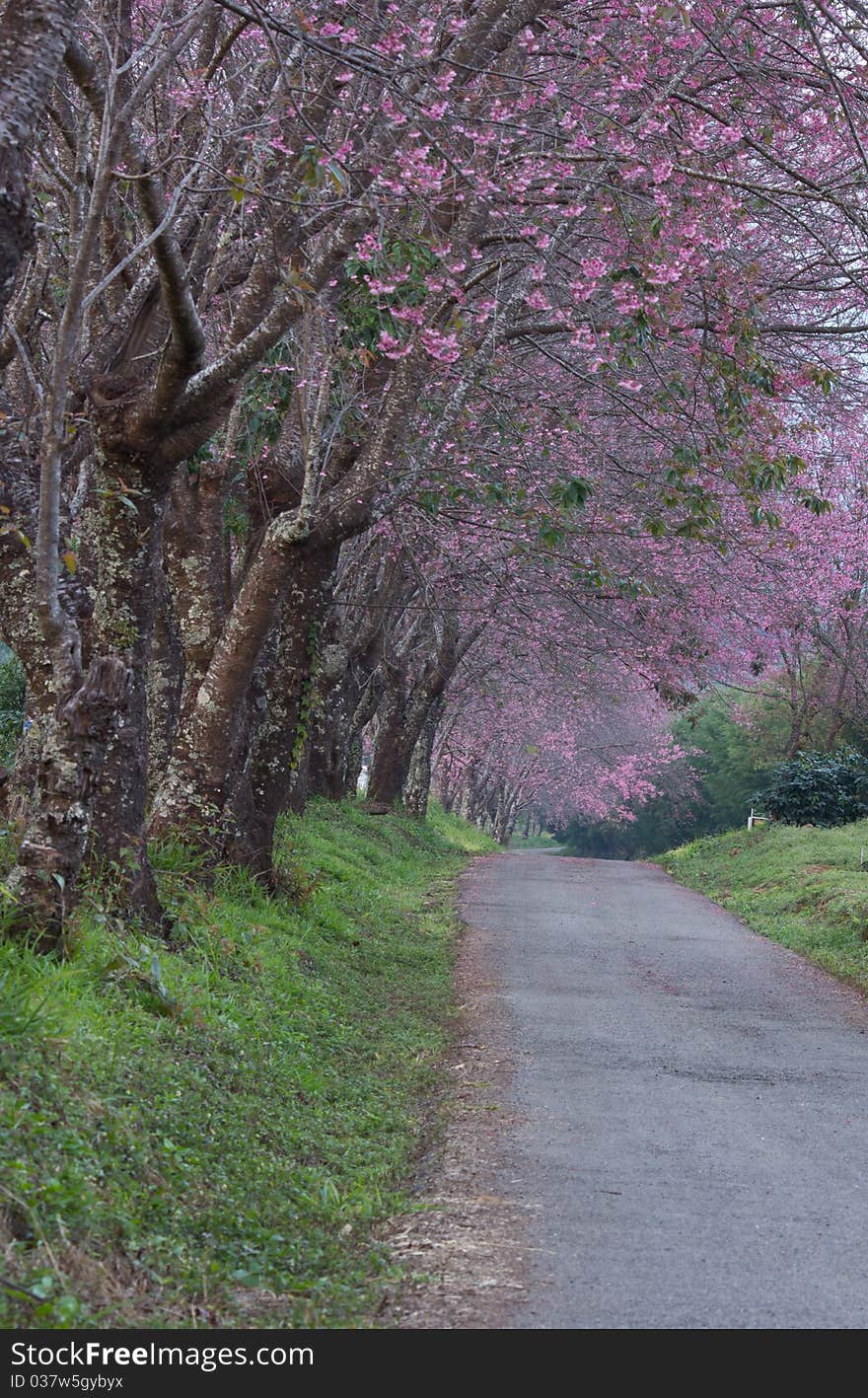 Row  of tree