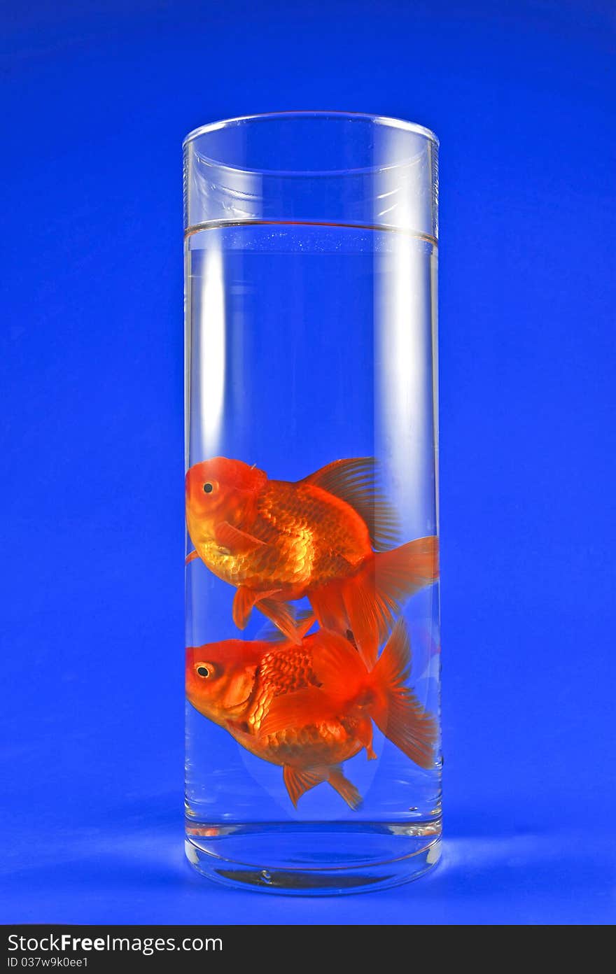 Gold fishes in tall glass on blue