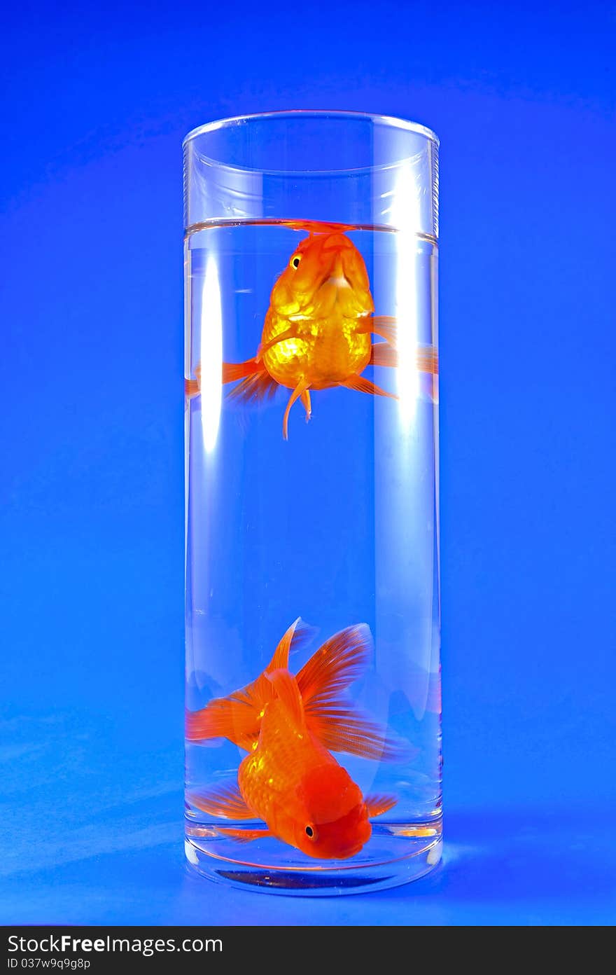 Gold Fishes In Tall Glass On Blue