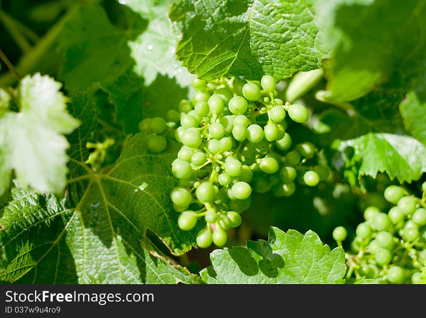 Young grape fruit in vineyard in Marlborough, New Zealand