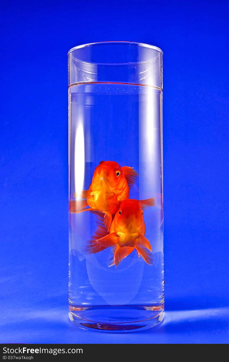 Gold Fishes In Tall Glass On Blue