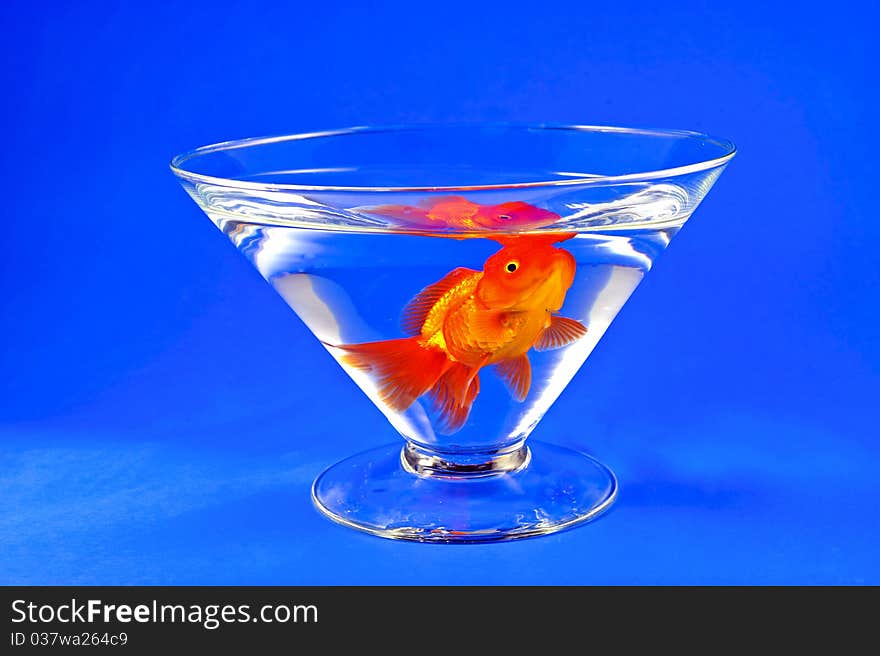 Gold fishes in tall glass on blue