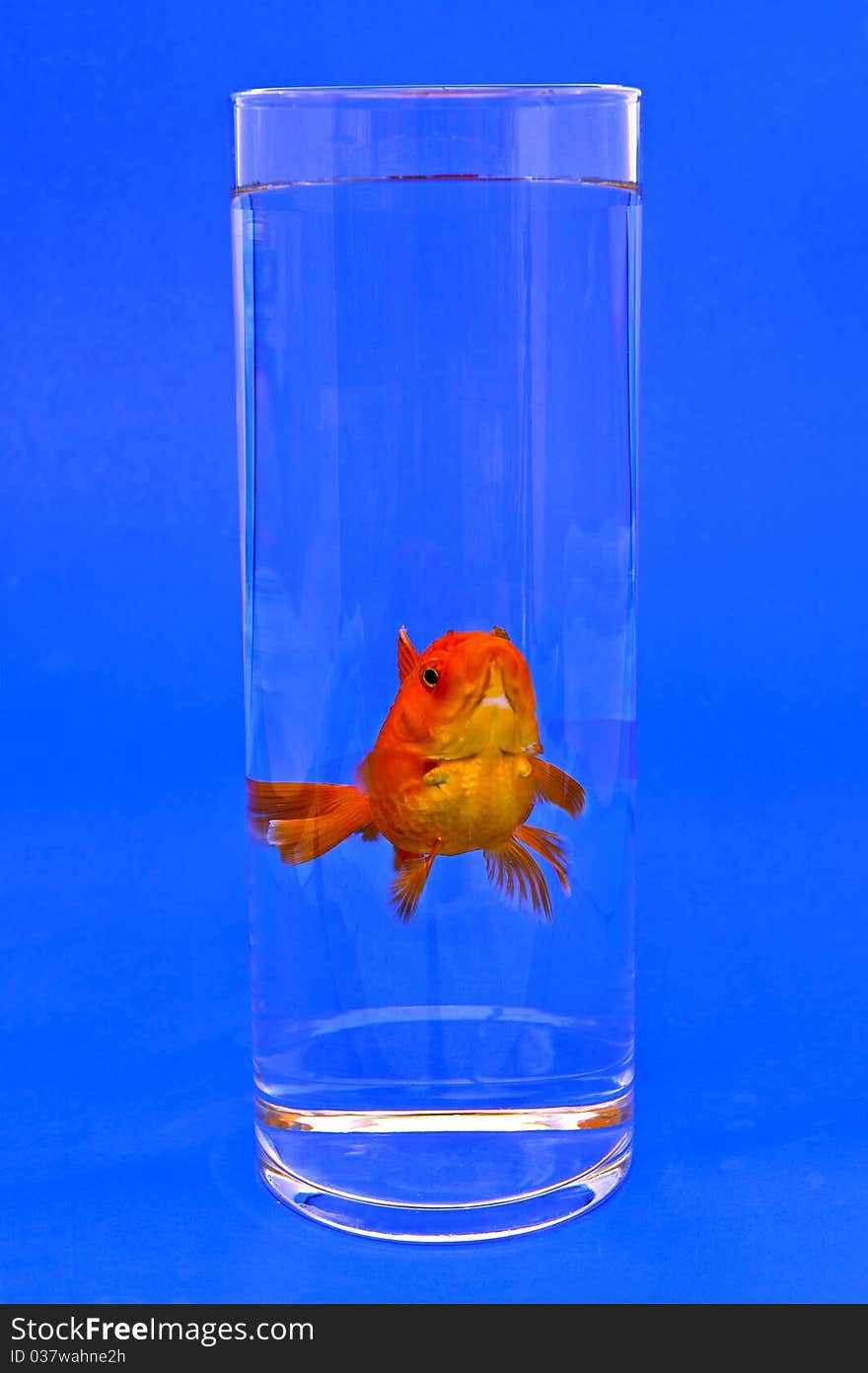 Gold fishes in tall glass on blue for background