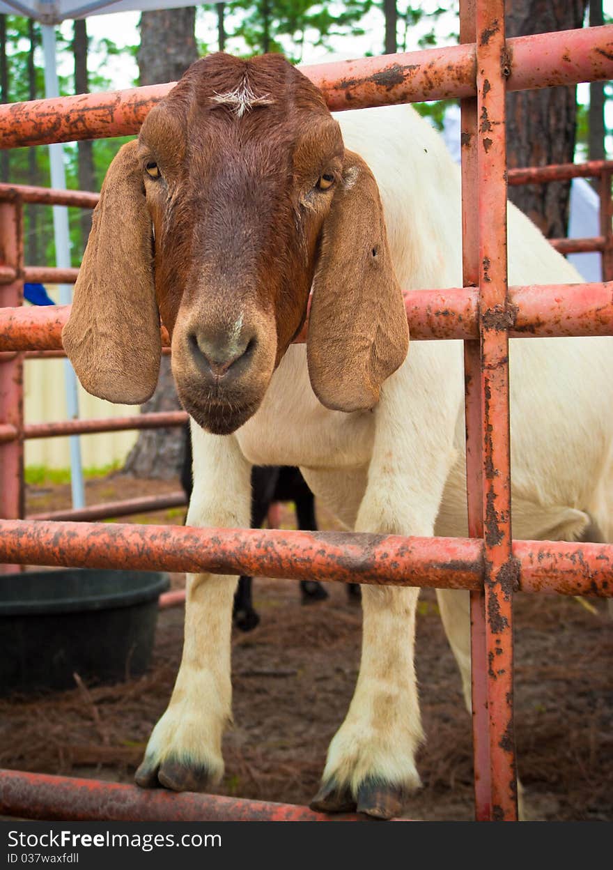 A goat sticking its head through the bars of a pen