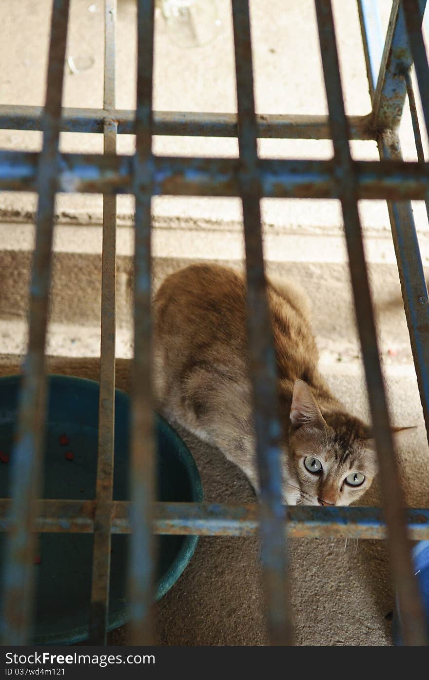 Cat in the cage