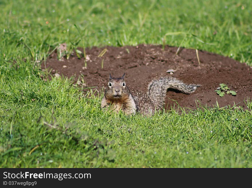 Ground Squirrel in Big Sur