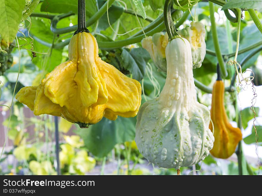 Pumpkin garden that bear fruit to produce fertile