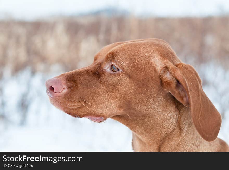 Portrait of a Vizsla dog in Winter