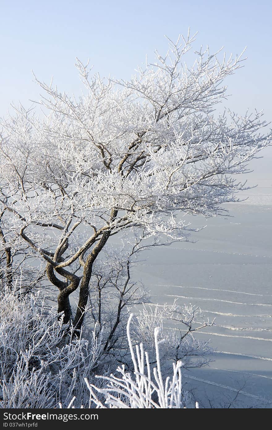 Tree in hoarfrost on the coast of the sea