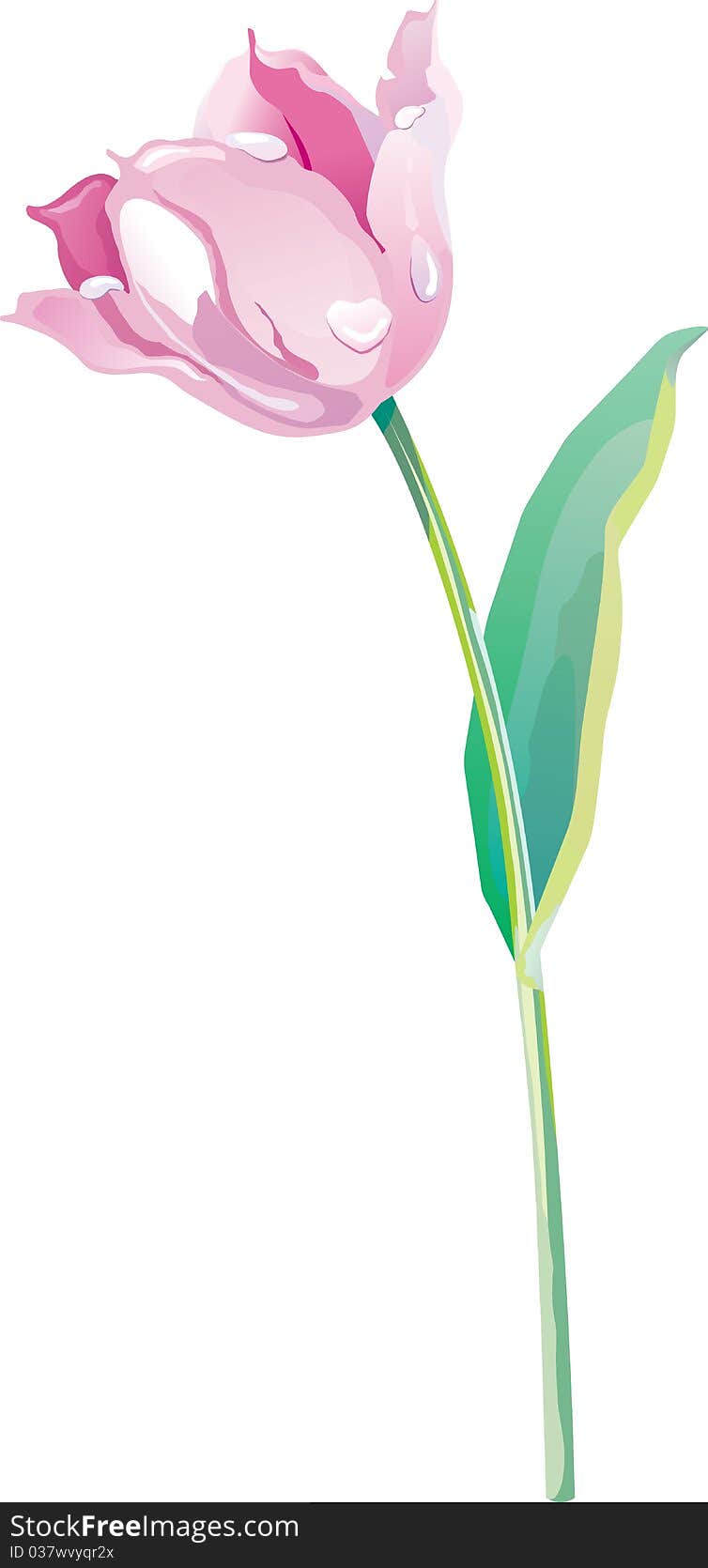 Spring tulip on a white background. Spring tulip on a white background