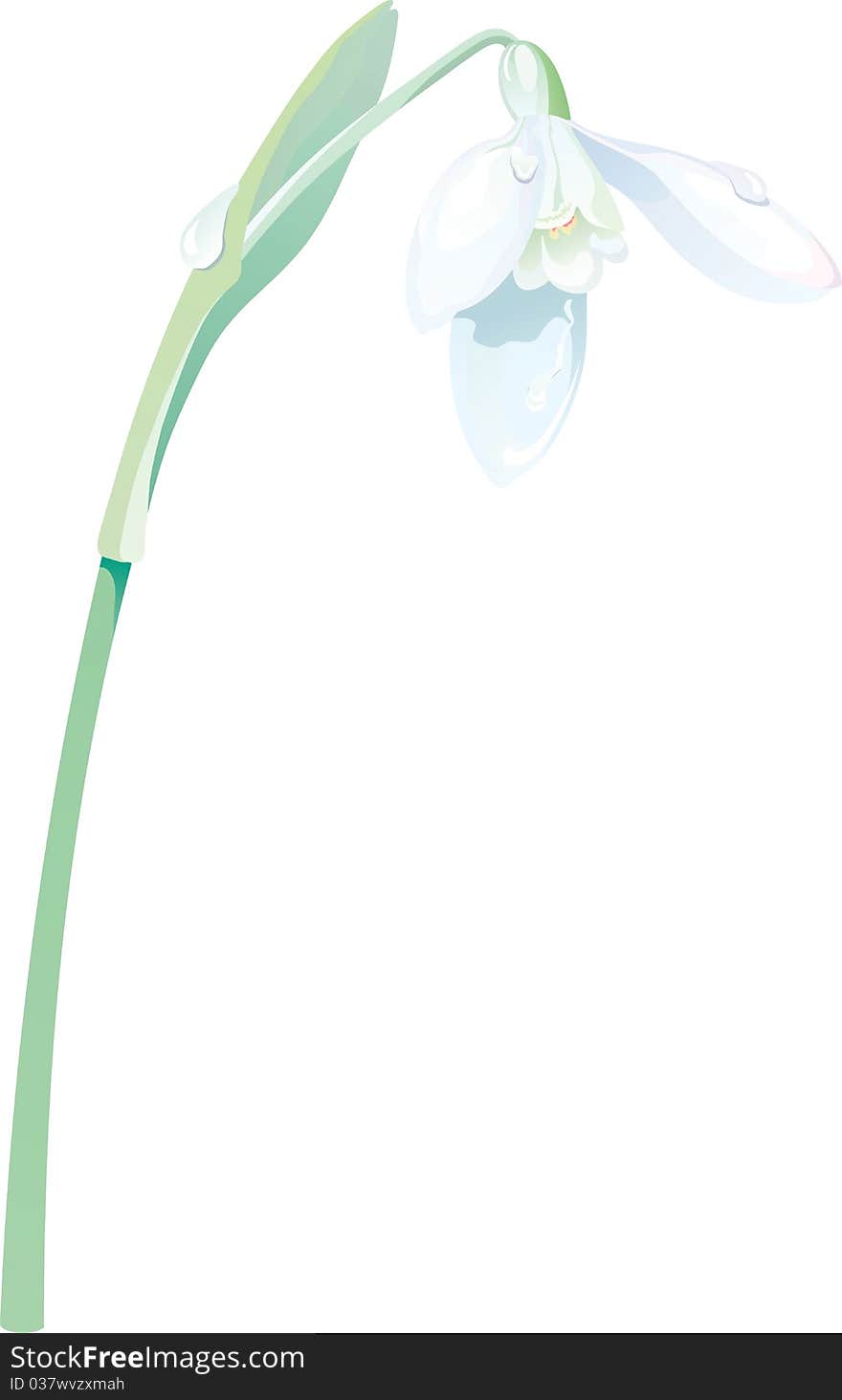 Spring white snowdrop flower background (vector illustration). Spring white snowdrop flower background (vector illustration)