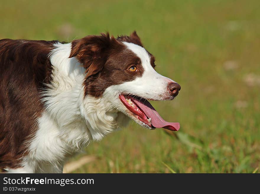 Close-up of beautiful red and white Border Collie dog. Close-up of beautiful red and white Border Collie dog