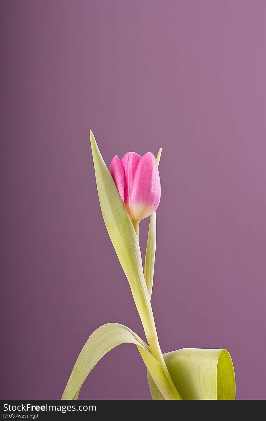 One pink tulip