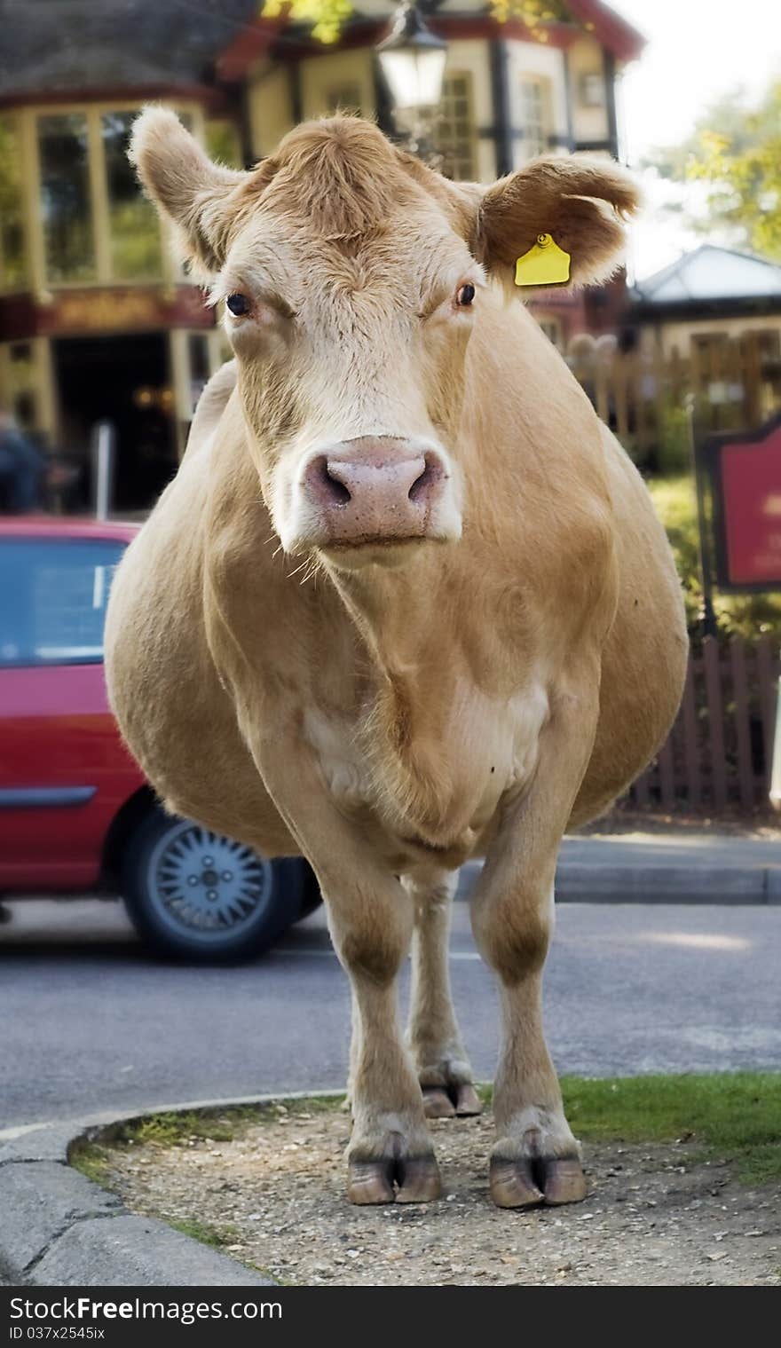 Cow In The Road.